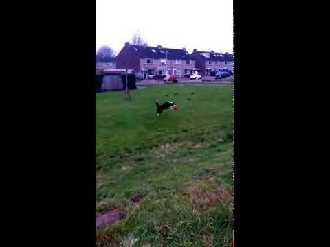 Bekijk deze video en zie de Chuckit Kick Fetch Dog L in actie!