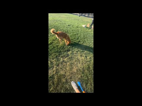 Bekijk deze video om te zien hoe de Launcher Mini werkt in de praktijk qua uitklappen, inklappen en spelen.