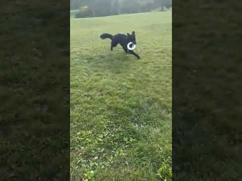 Video van hond die speelt met Chuckit Rugged Flyer L frisbee tijdens apporteren
